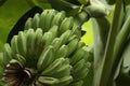 Pisang Kepok / Musa acuminata Ãâ balbisiana